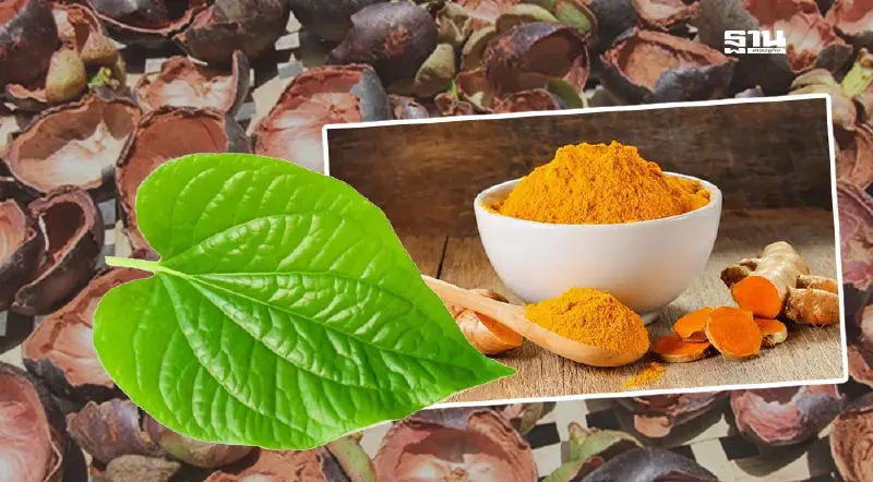 กรมการแพทย์แผนไทยฯ ชู 5 สมุนไพร ใช้รักษาโรคช่วงหน้าฝน