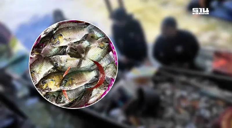 แนะวิธีกำจัด “ปลาหมอคางดำ” จับกินเป็นอาหาร ชี้ย่อยง่าย ไขมันน้อย ให้โปรตีน