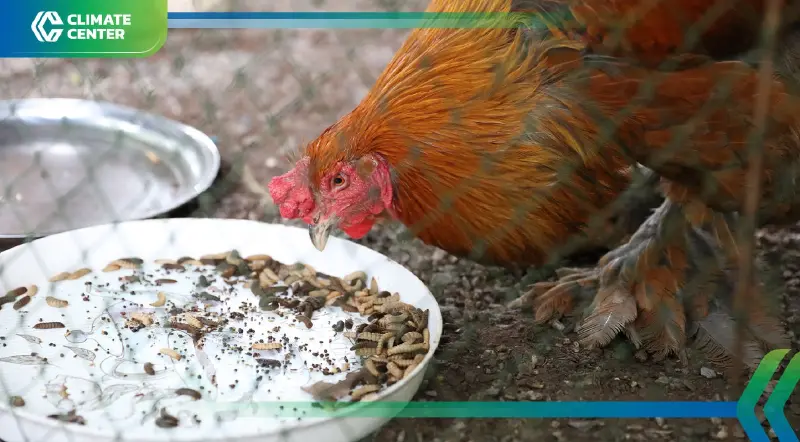 ซีพี แอ็กซ์ตร้า ผนึก ม.ขอนแก่น เพาะเลี้ยงแมลง ลด Zero Food Waste หนุนเกษตรกร ซีพี แอ็กซ์ตร้า ผนึก ม.ขอนแก่น เพาะเลี้ยงแมลง ลด Zero Food Waste หนุนเกษตรกร