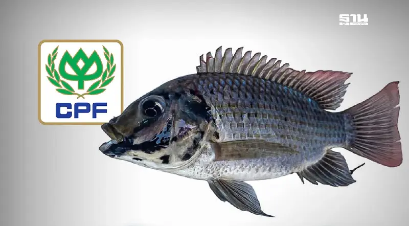 CPF ย้ำไม่ใช่สาเหตุการแพร่ระบาดปลาหมอคางดำ ไม่กังวลกรณีการร้องค่าเสียหาย