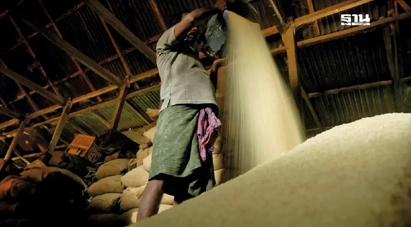 “อินเดีย”เขย่าตลาดข้าวโลก อนุญาตส่งออกข้าวขาว บีบไทยลดราคา