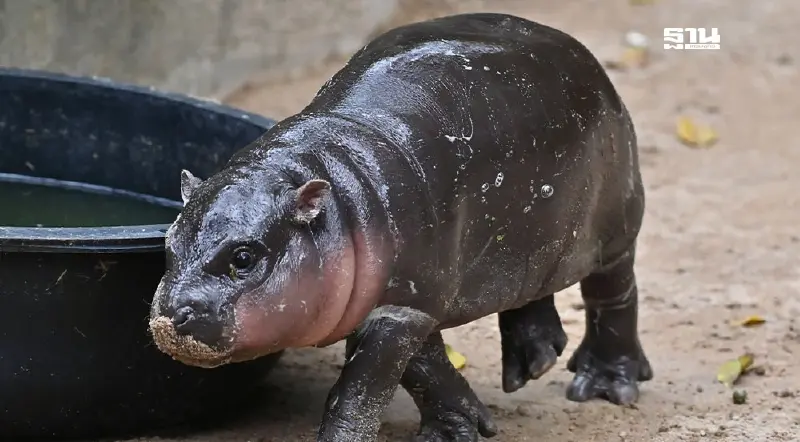 ฉุดไม่อยู่! เหรียญคริปโต "หมูเด้ง" พุ่งทะยาน 1000%
