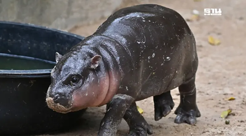 ฉุดไม่อยู่! เหรียญคริปโต "หมูเด้ง" พุ่งทะยาน 1000% ฉุดไม่อยู่! เหรียญคริปโต "หมูเด้ง" พุ่งทะยาน 1000%
