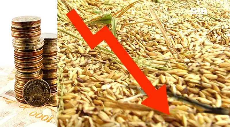 เงินบาทแข็งค่า ฉุดราคาข้าวสาร ข้าวเปลือก ดิ่งหนักตันละ 2,000 บาท