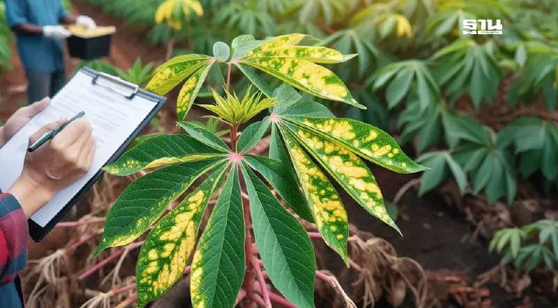 สมาคมฯ มัน เผยผลสำรวจรอบ 1 ปี โรคใบด่างทุบรายได้เกษตรกร สูญ 3.5 หมื่นล้าน