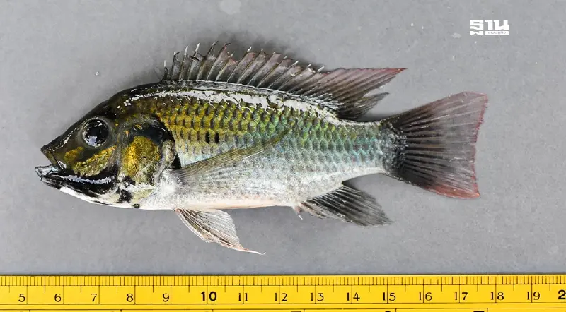 ผลศึกษา “ปลาหมอคางดำ”มาจาก 2 แหล่ง ไม่ควรบิดเบือน ผลตรวจ DNA