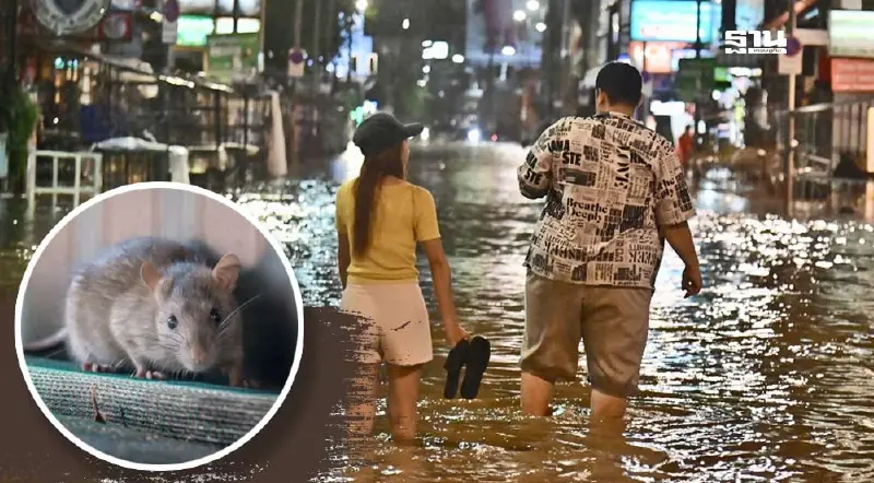 สธ. เตือนภัย "โรคฉี่หนู-เมลิออยโดสิส" คุกคามพื้นที่น้ำท่วม