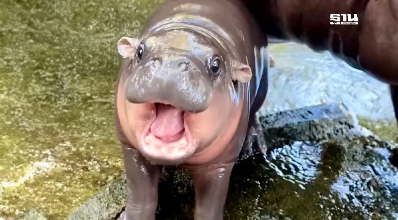 zoodio.live ถ่ายทอดสด "หมูเด้ง" สวนสัตว์เปิดเขาเขียว ให้ชมสดผ่านลิงก์