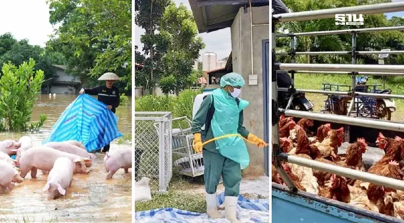 น้ำท่วมฉับพลัน แนะวิธีรับมือโรคสัตว์ระบาดหนัก