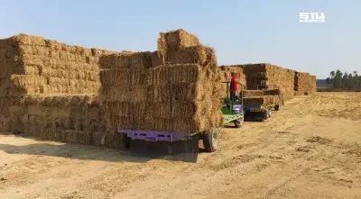 โอดทำนาขายคาร์บอนเครดิตได้เงินน้อย  หนุนอัดฟางข้าวขาย ทำเงินดีกว่า