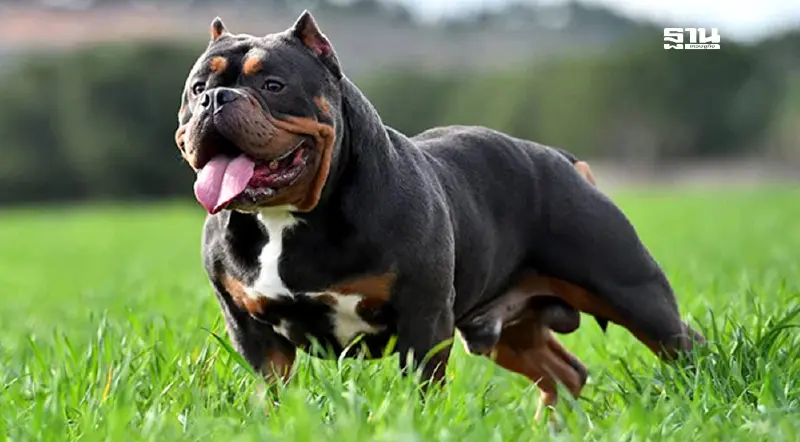 สุนัขพันธุ์ “อเมริกันบูลลี่” แข็งแรง อ่อนโยน หากเลี้ยงอย่างถูกวิธี