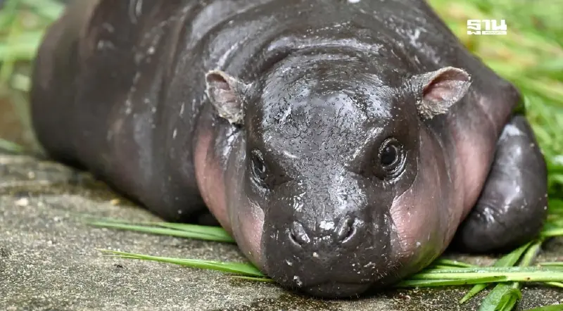 “หมูเด้ง เมคอัพ” เทรนด์ความงามล่าสุดสวยเหมือนฮิปโปเด็ก