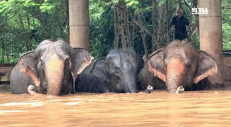 น้ำท่วมเชียงใหม่ เร่งช่วยเหลือศูนย์บริบาลช้างแม่แตง