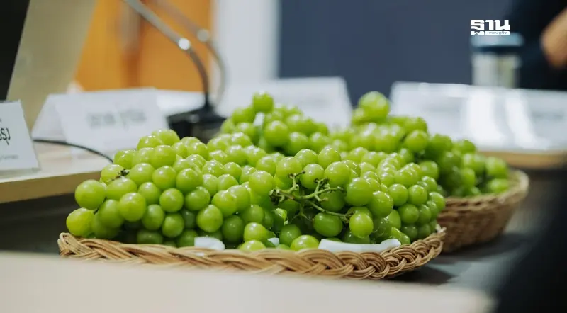 ตะลึง สุ่มตรวจองุ่นไชน์มัสแคท พบสารพิษตกค้าง 50 ชนิด