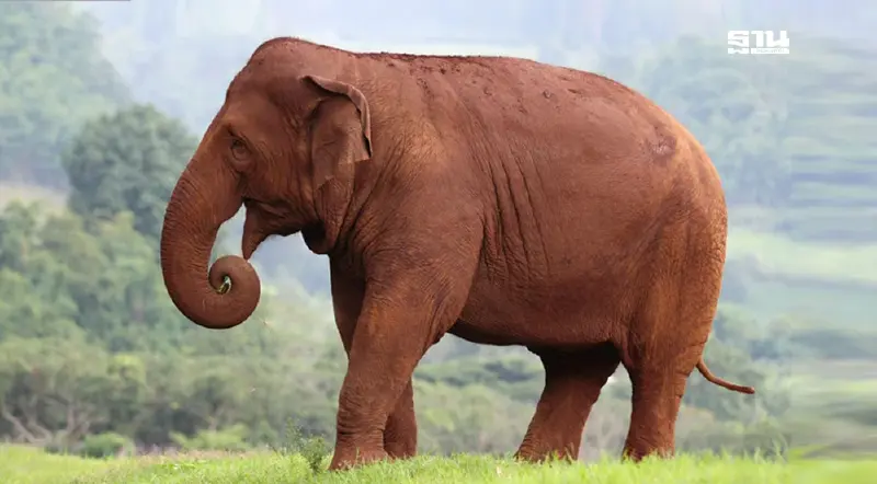 สุดเศร้า “พังฟ้าใส” ล้มจากน้ำท่วมเชียงใหม่ เร่งหาช้างหนีน้ำท่วม 3 เชือก