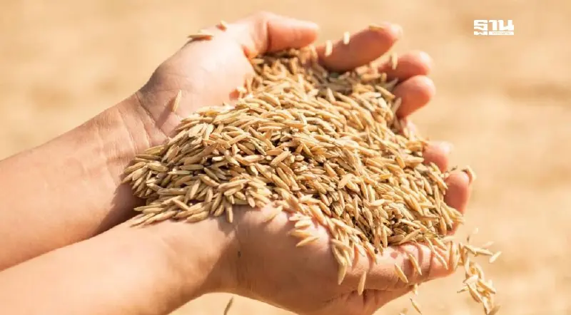 “ราคาข้าวร่วง” ระเบิดเวลาลูกใหม่ รัฐบาล “แพทองธาร”