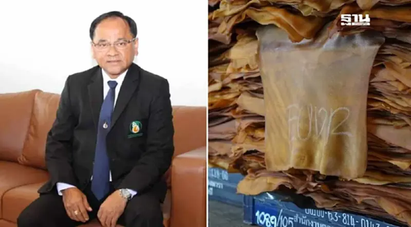 EUDR เลื่อนพ่นพิษ กยท. สั่งชะลอซื้อขายยางในตลาดกลาง ไม่มีกำหนด EUDR เลื่อนพ่นพิษ กยท. สั่งชะลอซื้อขายยางในตลาดกลาง ไม่มีกำหนด