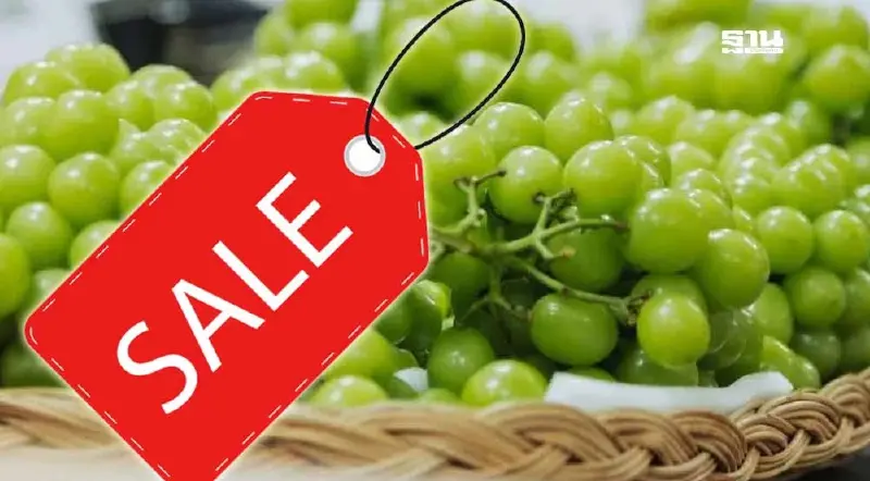 "องุ่นไชน์มัสแคท" ยอดขายร่วง ห้าง-แผงค้าลดราคาระบายสินค้า