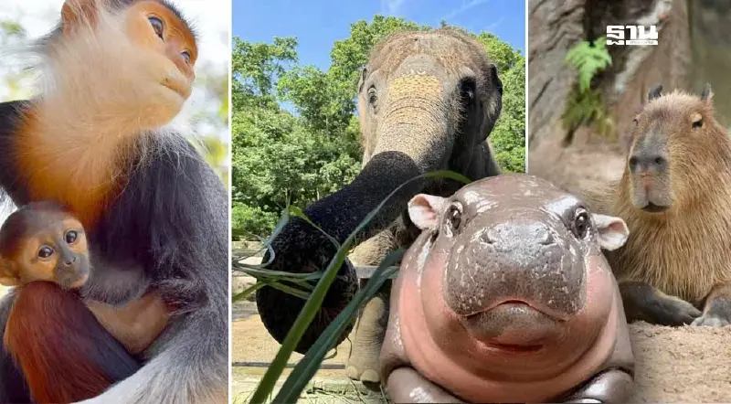 วันปิยมหาราช 23 ต.ค.เด็ก-ผู้สูงอายุเที่ยวสวนสัตว์ฟรี 6 แห่งทั่วไทย