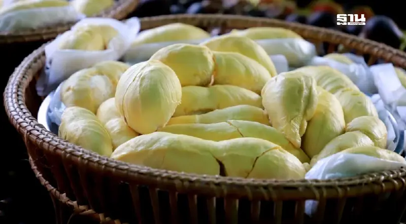 “ทุเรียนบางนรา” สินค้า GI ตัวใหม่ สร้างรายได้ 2.5 พันล้านต่อปี