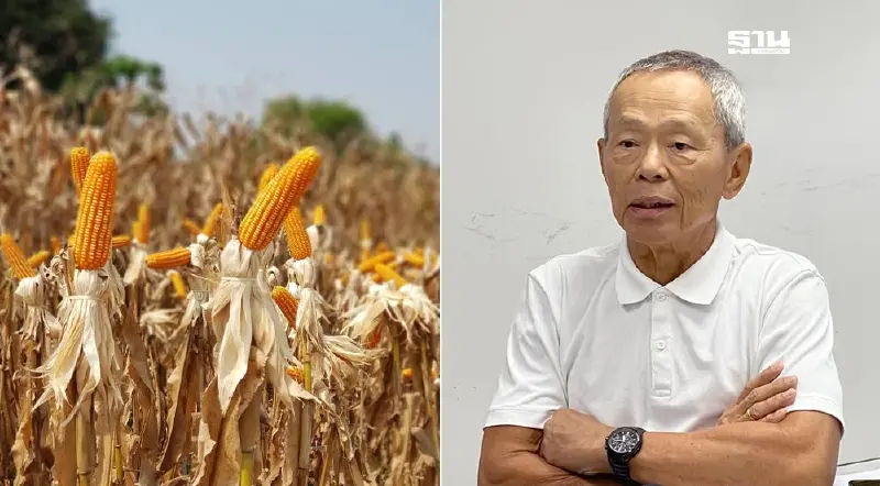ผู้ผลิตอาหารสัตว์ ประกาศไม่ซื้อข้าวโพดจากแปลงเผา ช่วยรัฐแก้ PM2.5