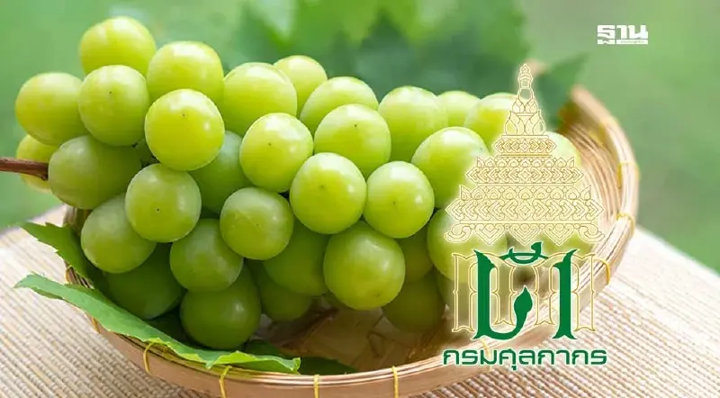 “องุ่นไซน์มัสแคท” พบสารตกค้าง “ศุลกากร” ชี้ปล่อยนำเข้ามาตามใบอนุญาต
