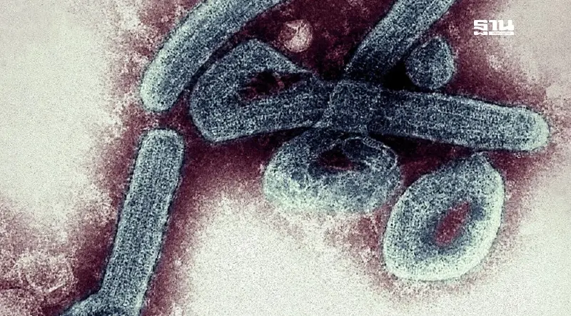 อัปเดตสถานการณ์ "เชื้อไวรัสมาร์บวร์ก-H5N1" โรคร้ายที่ไทยเฝ้าระวัง