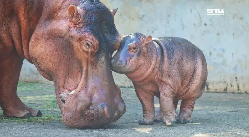 .เปิด 5 รายชื่อ โหวตตั้งชื่อลูกฮิปโปศรีสะเกษเกิดใหม่ พร้อมลิงค์โหวตชื่อ.