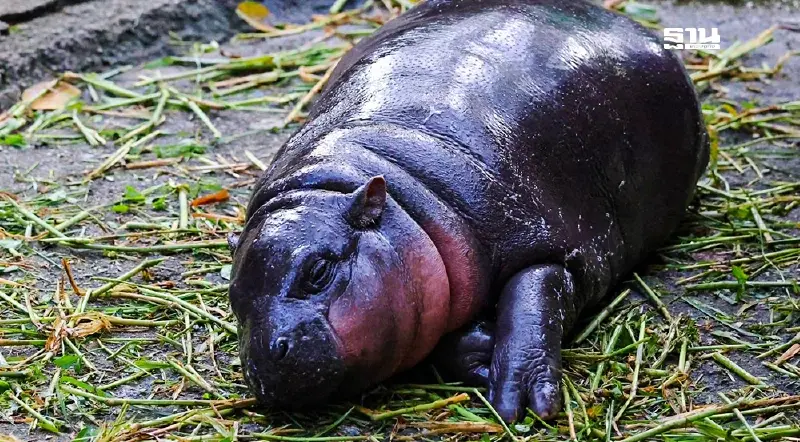 ความน่ารักบุกโลก ส่องปรากฏการณ์ "หมูเด้ง" พลังของ "Cute Marketing"