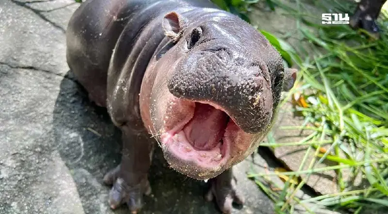 ททท.เปิดที่เที่ยวระหว่างทางไปหา "หมูเด้ง" จาก 5 ภาคทั่วไทย