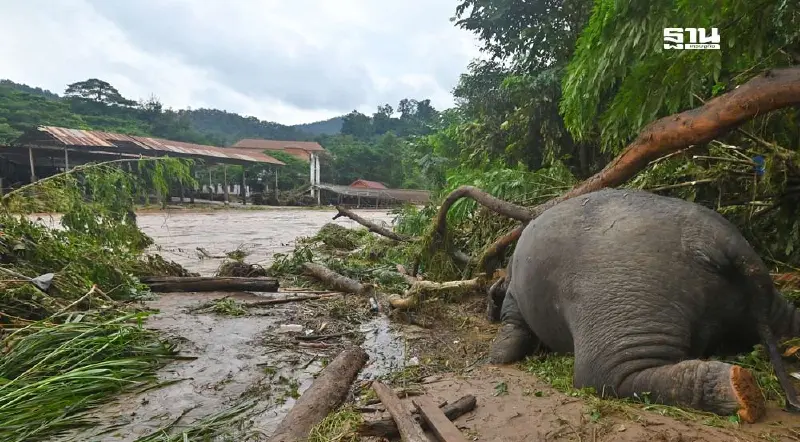 “อิทธิ”เสียใจช้างล้ม เหตุน้ำท่วมเชียงใหม่ เตรียมส่งหญ้าอีก 37 ตันช่วยเหลือ