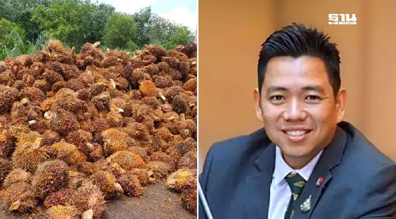 ไทยส้มหล่น อินโดฯ เพิ่มค่าพรีเมียมส่งออก ดันราคาปาล์มสูงสุดรอบ 9 เดือน