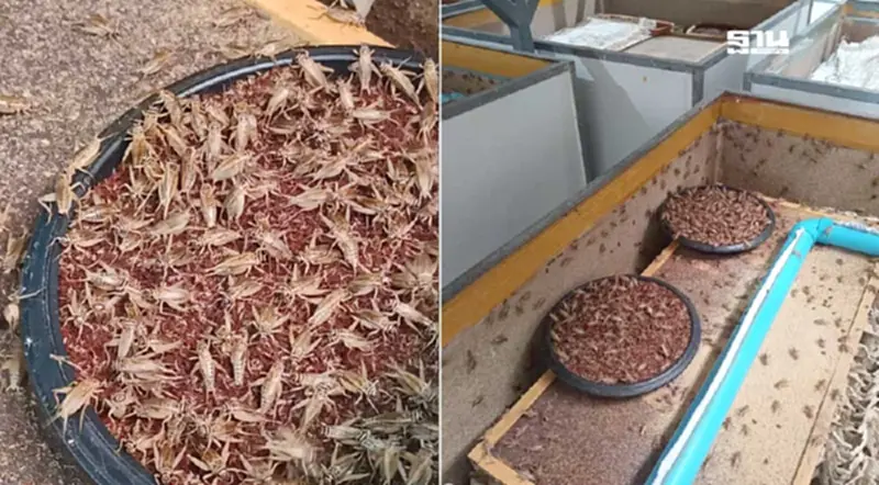พาณิชย์ หนุน "จิ้งหรีดไทย" สู่ตลาดโลก Soft Power ด้านอาหาร พาณิชย์ หนุน "จิ้งหรีดไทย" สู่ตลาดโลก Soft Power ด้านอาหาร