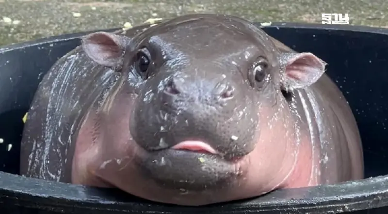 สวนสัตว์เปิดเขาเขียว ให้เด็กและผู้สูงอายุ 60 ปีขึ้นไปเข้าชม “หมูเด้ง” ฟรี