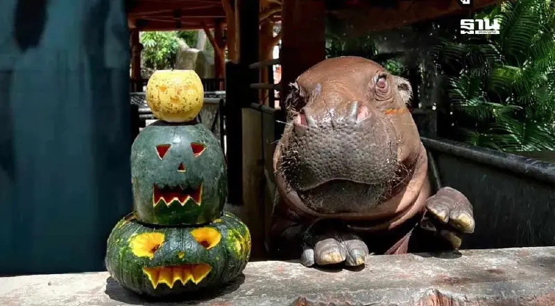 วันฮาโลวีน Halloween 2024 สวนสัตว์เปิดเขาเขียวจัดโปรส่วนลดค่าบัตร