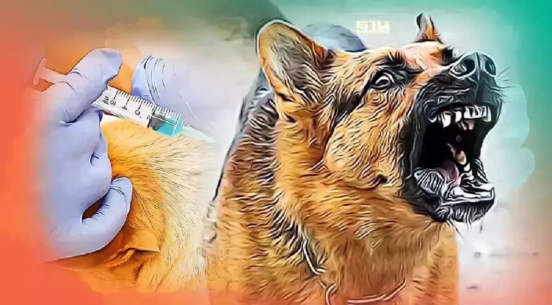 .อัปเดตจุดฉีดวัคซีนพิษสุนัขบ้า หมา แมวฟรี เดือน ต.ค.-พ.ย. 67.