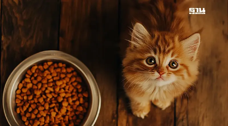 เปิดโผ 10 ตลาด"ทาสแมว"ดันส่งออกอาหารสัตว์เลี้ยง 9 เดือนโต 8 หมื่นล้าน