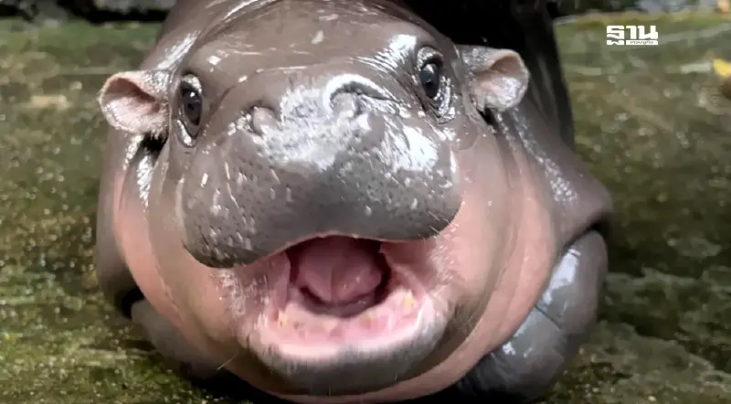 "หมูเด้ง” แรงหนุนท่องเที่ยวไทย ความสำเร็จที่ไม่ใช่แค่เรื่องบังเอิญ