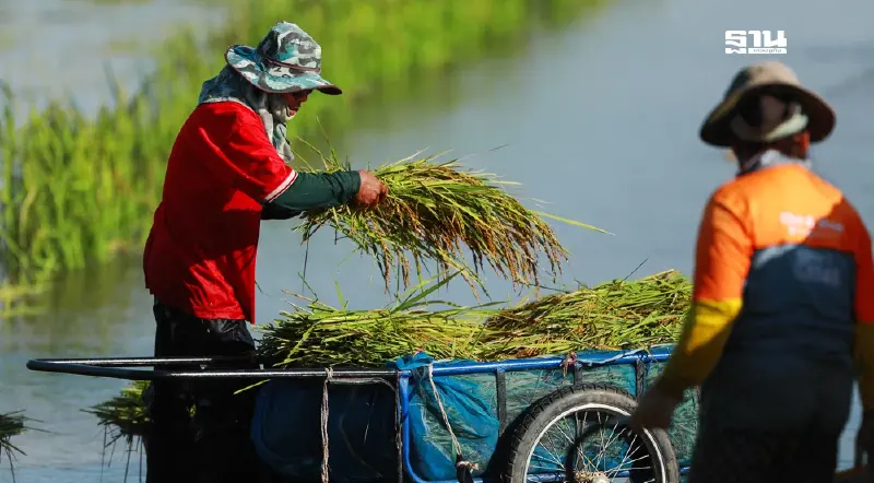 ครม.จัดงบ 2,553 ล้าน เยียวยาน้ำท่วมเกษตรกร ลดหนี้ แจกปุ๋ย พันธุ์พืช-สัตว์