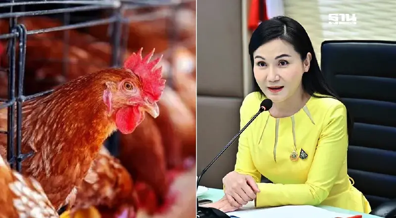 Egg Board คงเป้าโควตานำเข้าเลี้ยงไก่ไข่พันธุ์ ปี 2568 หวั่นล้นตลาด