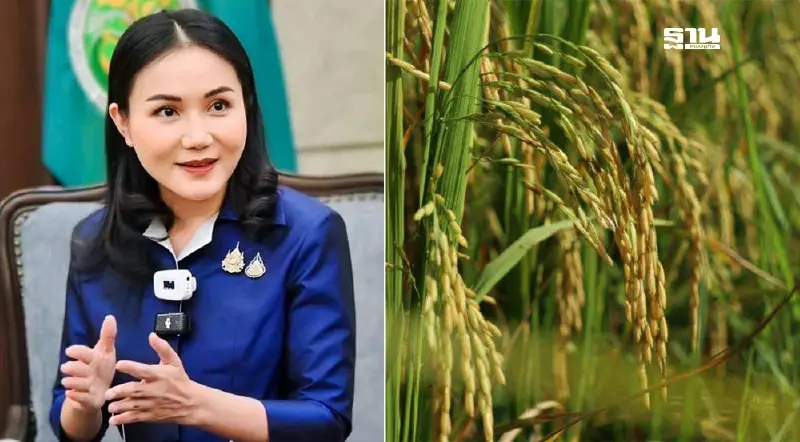 ด่วน “นฤมล” แจ้งเลื่อนเงินช่วยชาวนาไร่ละ 1,000 บาท คาดเข้าครม. 3 ธ.ค.