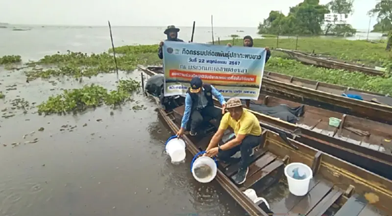ประมงสงขลา - พัทลุง ส่งปลานักล่าพิทักษ์ทะเลสาบปลอด ปลาหมอคางดำ ประมงสงขลา - พัทลุง ส่งปลานักล่าพิทักษ์ทะเลสาบปลอด ปลาหมอคางดำ
