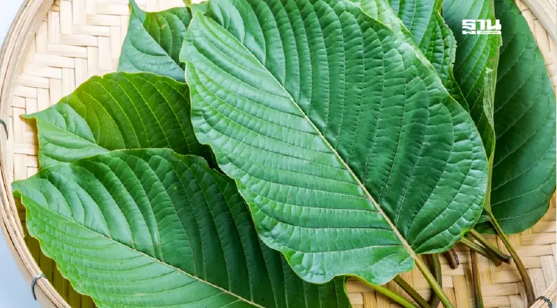 ประกาศห้ามขายใบกระท่อมใกล้โรงเรียน-ตั้งแผงลอย ป.ป.ส. เปิดรับฟังความเห็น