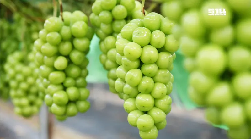 อย. เปิดผลตรวจ "องุ่นไชน์มัสแคท" รอบใหม่ ผ่านเกณฑ์มาตรฐาน