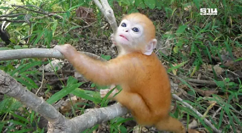 ส่องความน่ารัก "ลูกค่างแว่นถิ่นเหนือ" แห่งป่าทุ่งใหญ่นเรศวร ส่องความน่ารัก "ลูกค่างแว่นถิ่นเหนือ" แห่งป่าทุ่งใหญ่นเรศวร