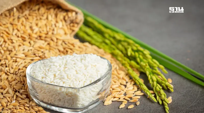 พาณิชย์ ชี้โอกาสทอง "ข้าวคาร์บอนต่ำ" ดันไทยแข่งขันในตลาดโลก