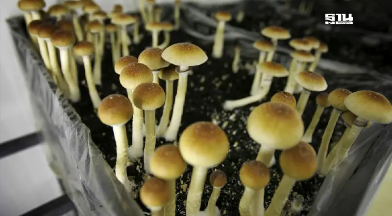 อย. เตือน “เห็ดขี้ควาย”คร่าชีวิต เสพติดคุก