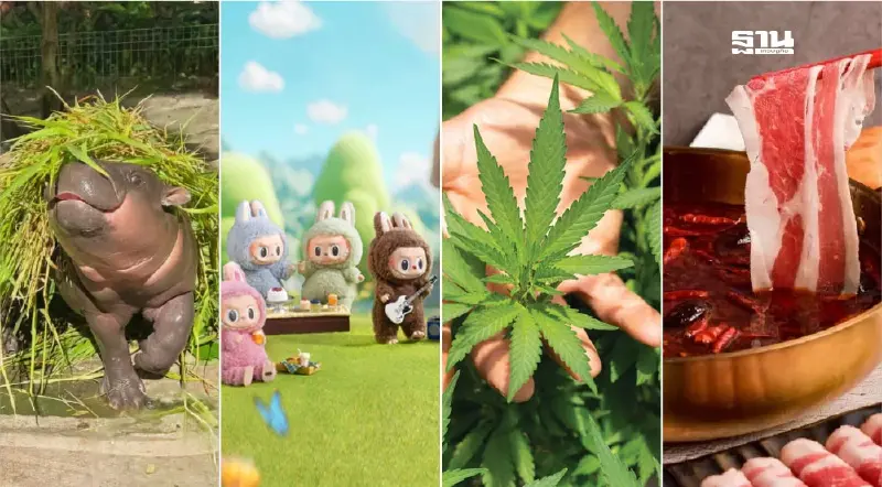 ดาวรุ่ง-ดาวร่วง ปี 67 “หมีเนย-หมูเด้ง” แชมป์ “กัญชา-บาวเบียร์-หม่าล่า” ซบยาว