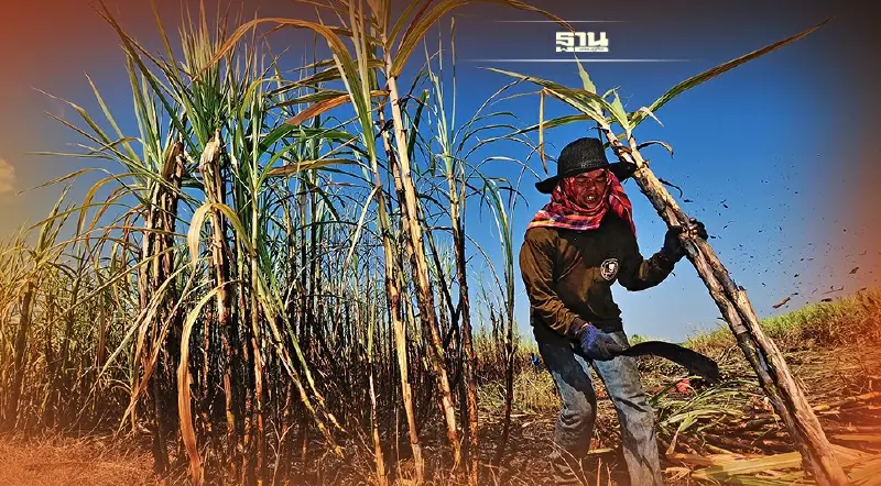 ด่วน!  สอน. แจ้งโรงงานน้ำตาลหยุดรับอ้อยตั้งแต่วันที่ 27 ธ.ค. 67 ถึง 2 ม.ค. 68