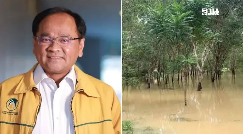 กยท. ประเมินน้ำท่วมใต้ ทุบสวนยางเสียหายกว่า 2 หมื่นล้าน